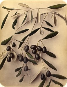 Olivos, 1870s