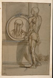 Ms Hunter 653 Placa XVI, dibujo anatómico, c.1610 de Pietro da Cortona