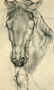 Cabeza de un caballo, c1420-1455, 1943 de Antonio Pisanello