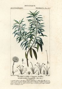 Margarita, Globularia salicina de Plee Plee