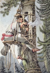 Campesino de la provincia de Podlaskie en Polonia recolectando miel, principios del siglo XIX de Polish School