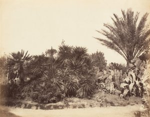 Jardín Pinciano, Roma, 1853-56 de Possibly by Jane Martha St. John.