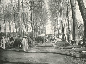 Feria y mercado árabe, Boufarik, Argelia, 1895 de Poulton and Co