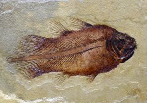Huella fósil del celacanto del Carbonífero (objeto) de Prehistoric Prehistoric