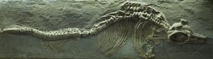 Fósil de ictiosaurio, Jurásico (Lias)