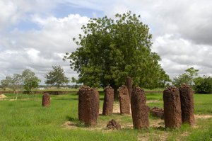 Prehistoria: círculo megalítico de piedras de Wassu, Gambia (foto) de Prehistoric Prehistoric