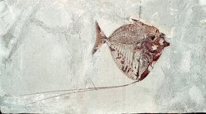 Prehistoria: fósil de pez Mene Rhombea del sitio del Monte Bolca (Italia). Período Eoceno. Museo cívico de historia natural, Milán