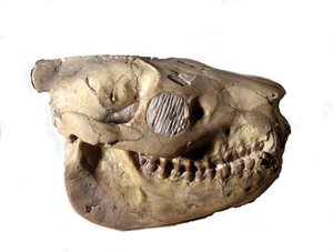 Prehistoria: cráneo de Oreodón (o Merycoidodon), dinosaurio. Era Cenozoica, período Oligoceno. encontrado en Dakota del Sur en los Estados Unidos