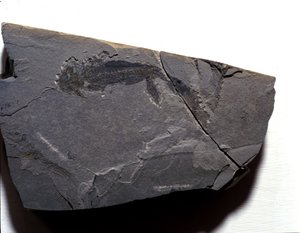 Prehistoria: período pérmico, era paleozoica. Fósil de Branchiosaurus. Encontrado en Rotliegen, Alemania