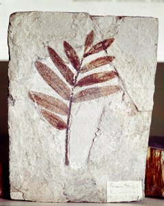 Prehistoria: fósil de rama en piedra caliza del sitio de Monte Bolca (Italia). Período Eoceno