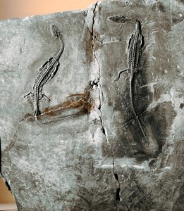 Prehistoria: fósil de dinosaurio pachycephalosaurus. Período Cretácico