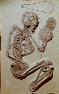Prehistoria: esqueleto femenino que data del Neolítico Superior. Cultura de Chiozza. 2900-2700 a.C. Reggio Emilia, Musei Civici, Museo Chierici, Italia de Prehistoric Prehistoric