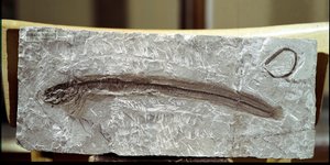 Prehistoria: fósil de pez Eomirus Formosissimus