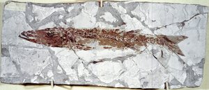 Prehistoria: fósil de pez Sphyraena Bolcensis del sitio de Monte Bolca (Italia). Período Eoceno. Museo cívico de historia natural, Milán