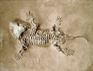 Prehistoria: fósil del reptil anfibio Seymouria Bayolorensis de Texas en los Estados Unidos. Período Pérmico. Museo cívico de historia natural, Milán