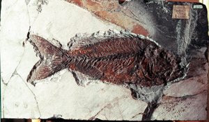 Prehistoria: fósil de pez Sparnodus Elongatus del sitio de Monte Bolca (Italia). Período Eoceno