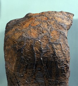 Prehistoria: fósil de estromatolito, roca marina, era arcaica. Encontrado en Mauritania
