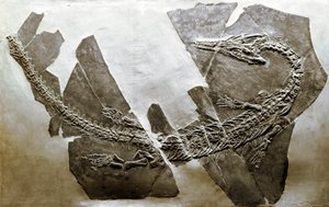 Prehistoria: fósil del reptil acuático Askeptosaurus italicus de Besano (Italia). Período del Triásico Medio. Museo cívico de historia natural, Milán