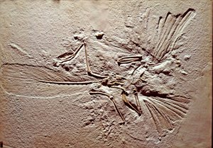 Prehistoria: fósil del ave Archaeopteryx