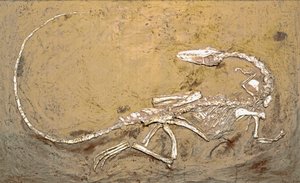 Prehistoria: fósil del dinosaurio Coelophysis. Período del Triásico Superior. Museo cívico de historia natural, Milán
