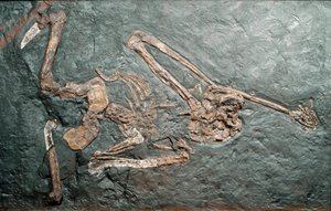 Prehistoria: fósil del gran primate Oreopithecus (Oreopithecus bambolii) del Monte Bamboli (Grosseto). Era Mioceno. Museo cívico de historia natural, Milán