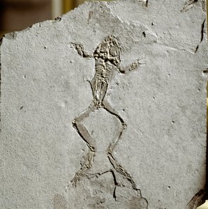 Prehistoria: fósil de rana del sitio Pueyoi da Tervel en España