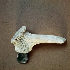 Prehistoria: hacha de piedra verde con mango de cuerno de ciervo de la cueva de Pollera (Finale Ligure), Liguria. Neolítico Medio, Edad de Piedra. Génova, Museo de Arqueología Ligure