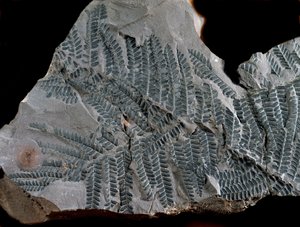 Prehistoria: período del carbonífero superior. Fósil de Acitheca Poymorphe de la familia de los helechos. Hallazgo en Gottelborn en Alemania