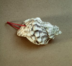 Prehistoria: concha de Tritón nodifer perforada, usada como silbato de la Necrópolis de Arene Candide (Finale Liguria), Liguria. Neolítico Medio, Edad de Piedra. Génova, Museo de Arqueología Ligure