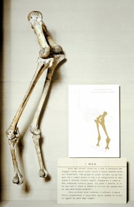 Prehistoria: esqueleto de las patas del Moa Dinornis, aves fósiles gigantes de Nueva Zelanda que no vuelan. Período Cretácico. Museo cívico de historia natural, Milán de Prehistoric Prehistoric