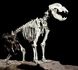 Prehistoria: esqueleto del oso de las cavernas (Ursus spelaeus) de las Cuevas del Bandito en Roaschia, Italia. Periodo del Pleistoceno. Museo cívico de historia natural, Milán de Prehistoric Prehistoric