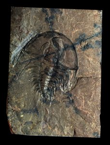 Prehistoria: trilobite fósil de Olenellus (artrópodo). Edad del Paleozoico, período del Cámbrico. Hallazgo en Utah, Estados Unidos