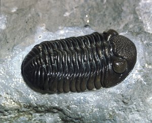 Prehistoria: fósil de trilobite Phacops Rana (artrópodo). Edad del Paleozoico, período Devónico. Encontrado en Ohio, Estados Unidos de Prehistoric Prehistoric