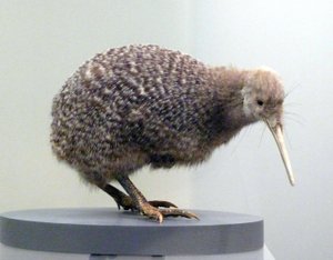 Muestra de ave disecada kiwi (apterygides), incapaz de volar. Museo de Auckland, Nueva Zelanda de Prehistoric Prehistoric