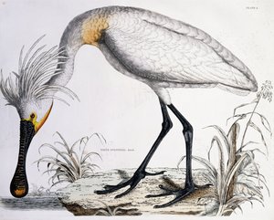 Espátula blanca, 1834