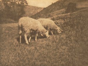 Trabajo de cámara: Ovejas, 1906