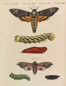Libro de imágenes para niños Enciclopedia infantil de Friedrich Johann Justin Bertuch, 1798-1830 de Pupils of the Weimar Princely Free