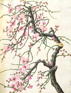 Flor de durazno