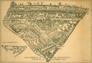 Zoo de Londres, Regents Park, Westminster, 1929 de RB Brook Greaves