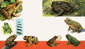 Todo tipo de ranas y sapos