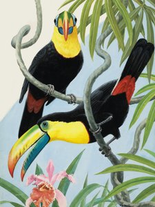 Aves de pico grande