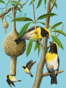 Pájaros que tejen
