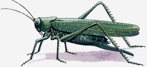 Saltamontes