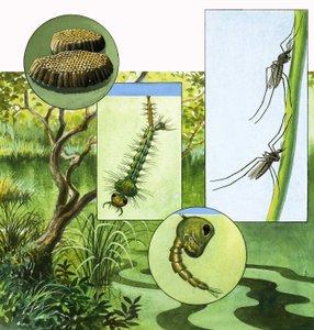 Ciclo de vida del mosquito