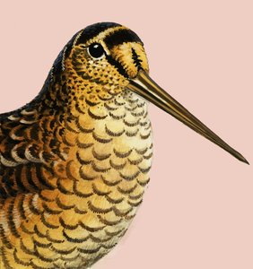Mirando a la naturaleza: La becada