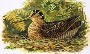 Mirando a la naturaleza: La becada