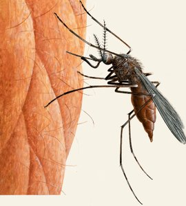 Mosquito