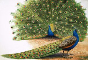 Pavos reales