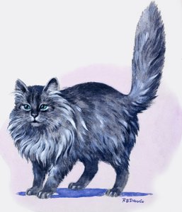 Gato persa, de "Treasure