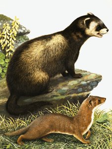 Turón y armiño